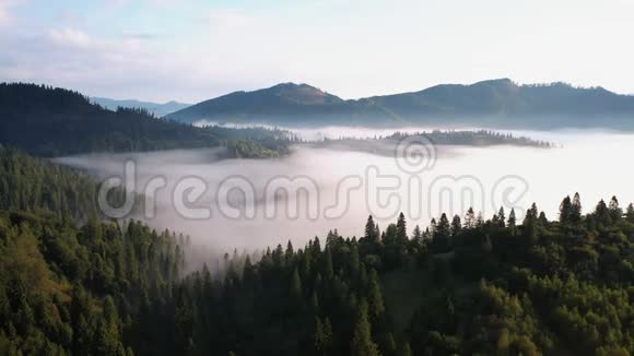 在一个美丽的秋日笼罩在晨雾中的彩色混合森林的空中景色视频的预览图