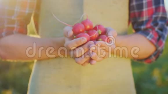 有熟萝卜的农夫的手视频的预览图