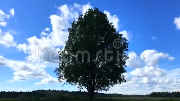 在风的作用下田野里一棵树的时间图视频的预览图