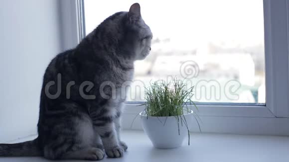 英国猫坐在窗前旁边是新鲜的绿草视频的预览图