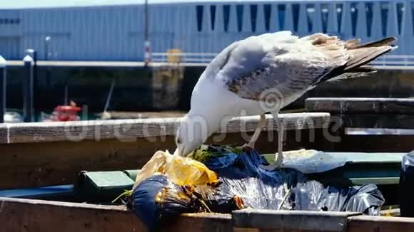 垃圾桶中的海鸥鳗鱼塑料在污染的海洋城市4k视频的预览图