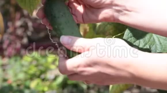 从有机农场摘黄瓜的农民视频的预览图