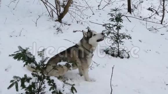 冬天的哈士奇狗视频的预览图
