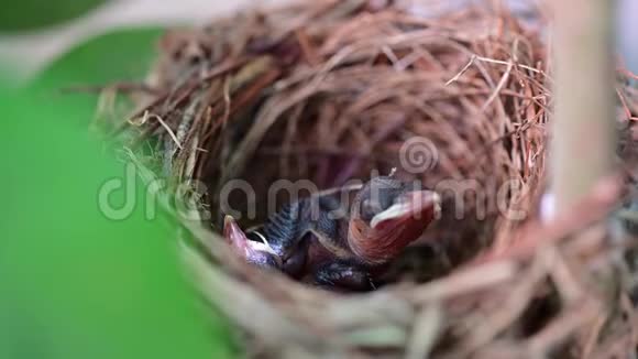 新出生的鸟儿在巢里等妈妈喂食视频的预览图