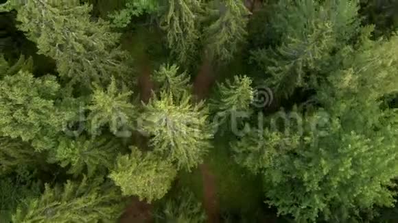 在林中的树梢松树和小径上垂直飞行视频的预览图