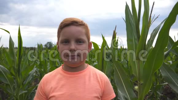 在有机农场的玉米地背景下一个年轻的红发男孩正对着镜头靠近肖像视频的预览图
