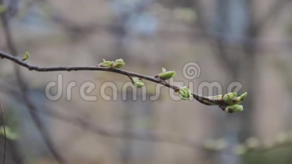 绿色盛开的木材幼叶叶芽在树枝上视频的预览图