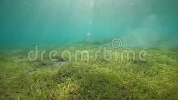 蔚蓝海洋中海草的美丽景色阳光普照视频的预览图
