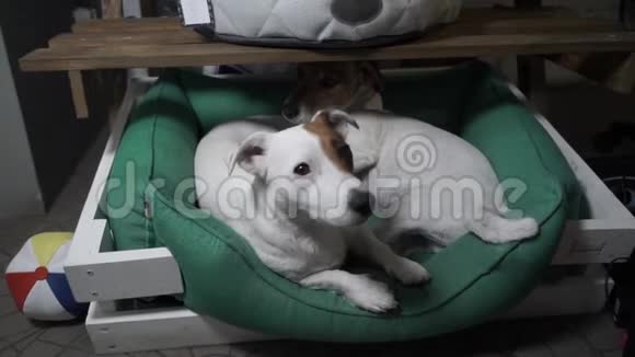 两只狗在篮子里休息视频的预览图