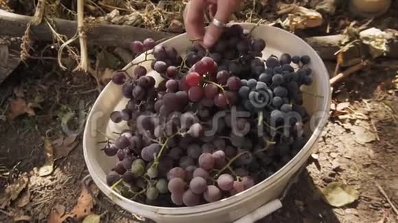 农民检查蓝色有机葡萄的质量秋天近距离射击视频的预览图
