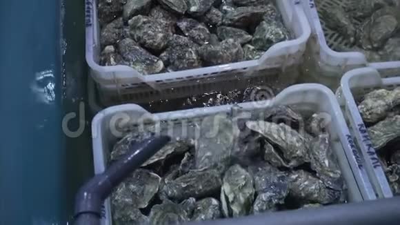 在鱼市的冷水中加入新鲜牡蛎来自不同国家的生产视频的预览图