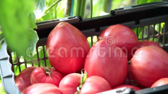 农民在菜园里收获巨大的有机番茄视频的预览图