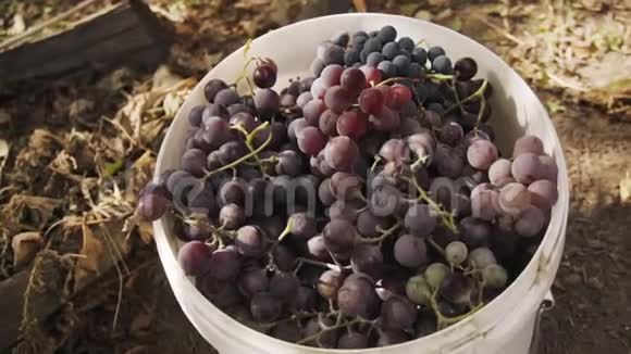 优质成熟多汁的葡萄在一个有机农场的桶里视频的预览图