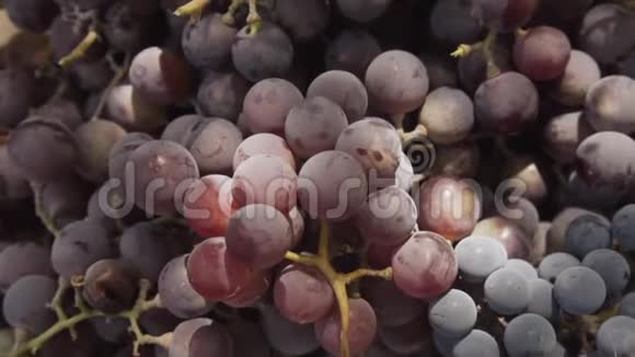 葡萄酒生产用成熟多汁有机葡萄的特写慢动作视频的预览图