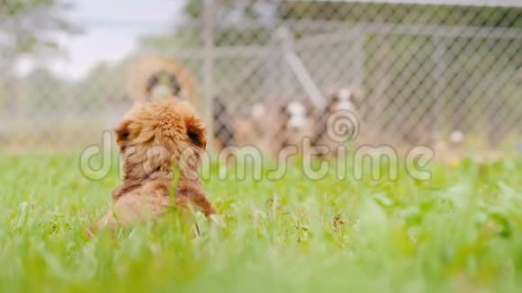 一只小小狗坐在草坪上看着篱笆外的大狗背面视频的预览图