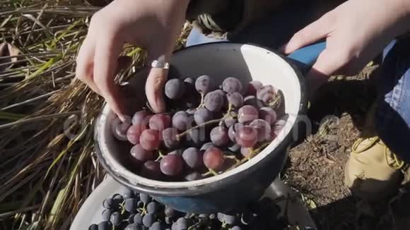 年轻女子检查成熟葡萄的秋收慢动作视频的预览图