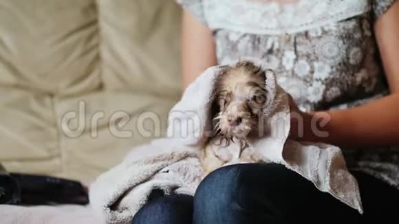 一个女人正在用毛巾擦拭小狗一只湿狗坐在她的腿上视频的预览图