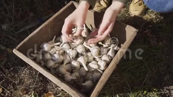 农夫女孩在木箱里检查新鲜采摘的有机大蒜的质量视频的预览图