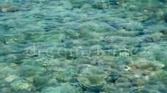 浅礁带珊瑚视频的预览图