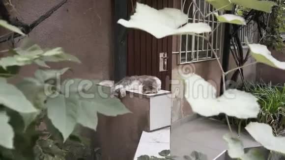 一只懒猫睡在一束葡萄下视频的预览图