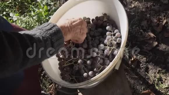 一位老妇人收集和检查成熟葡萄的秋收情况视频的预览图