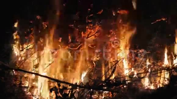 火在林中枯枝视频的预览图