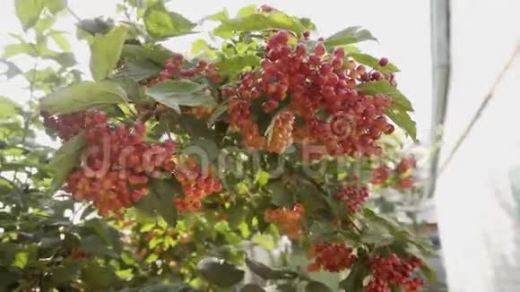乡村树枝上的红色浆果视频的预览图