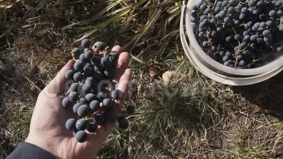 年轻人把一串成熟的葡萄放进桶里视频的预览图