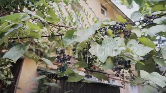 夏天的傍晚一串串成熟多汁的葡萄视频的预览图