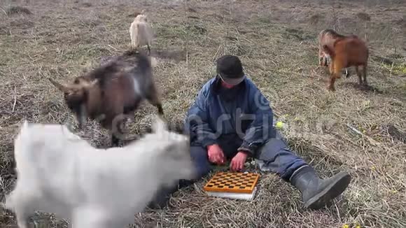 一位衣衫褴褛的老人坐在山上玩跳棋在一片枯败的土地上放牧着一群自己的山羊视频的预览图