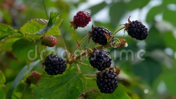 水滴滴在成熟的黑莓浆果上视频的预览图