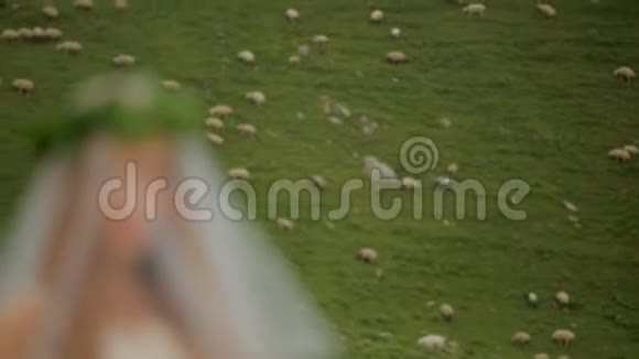 新娘在一片绿色牧场的背景下带着一群羊格鲁吉亚视频的预览图