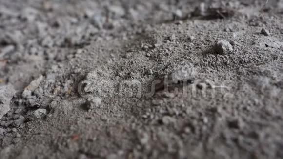 蚂蚁在地上行走昆虫在链里行走视频的预览图