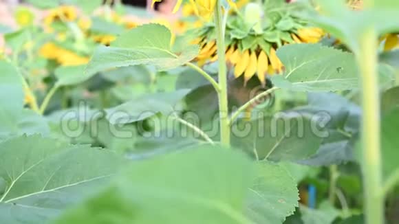 夏天盛开的葵花植物和树木视频的预览图