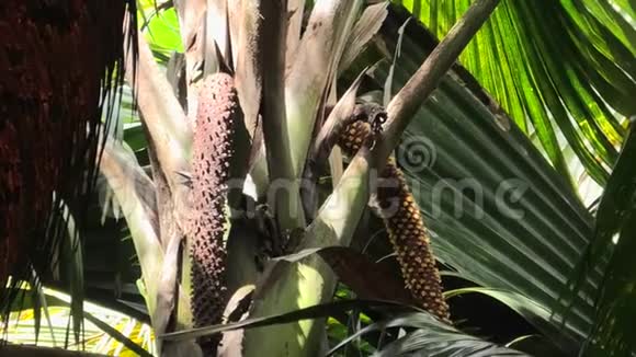 可可的雄性植物视频的预览图