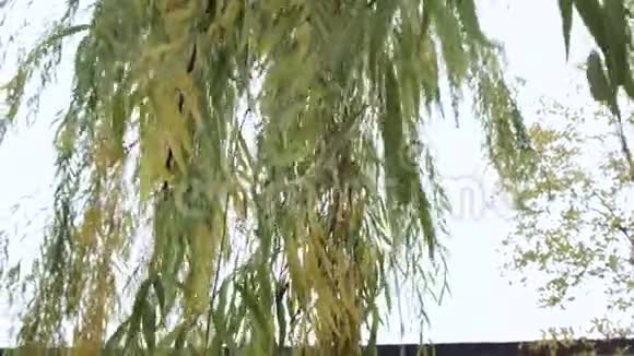 中国园林入口视频的预览图