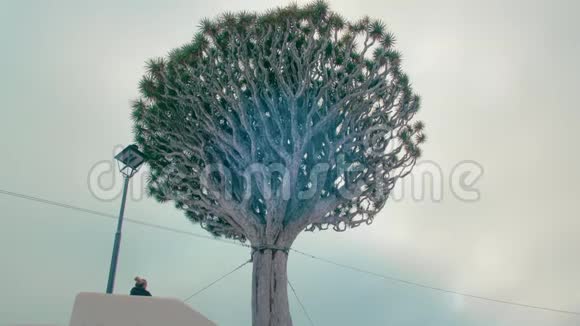 未被认出的女人看着一棵巨龙树的树顶在加那利的特内里费伊科德德洛斯维诺斯德拉科视频的预览图