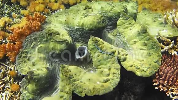 巨大的五颜六色的巨型三叉戟生长在浅水中太阳在珊瑚礁表面的反射视频的预览图