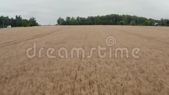 在多云的夏季快速飞越小麦视频的预览图