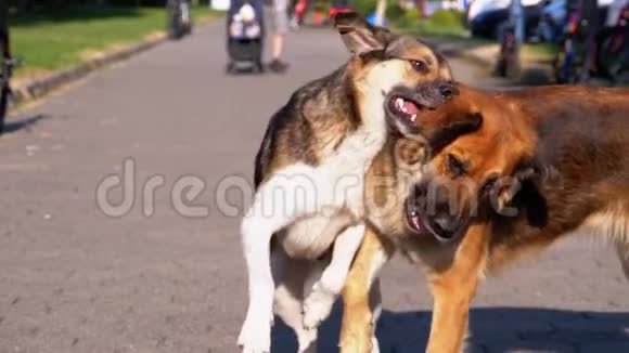 两只院子里的流浪狗在人行道上的公园里玩慢动作视频的预览图