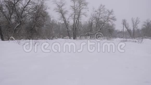 冬天圣诞节公园下雪雪落在森林里在乡间公路上撒雪视频的预览图