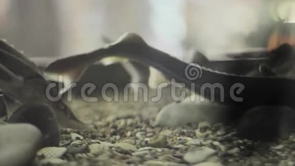 鱼缸里的鱼灰色漂移鳍野生动物视频的预览图