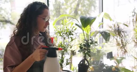 专业花艺师用水浇灌绿色盆栽视频的预览图