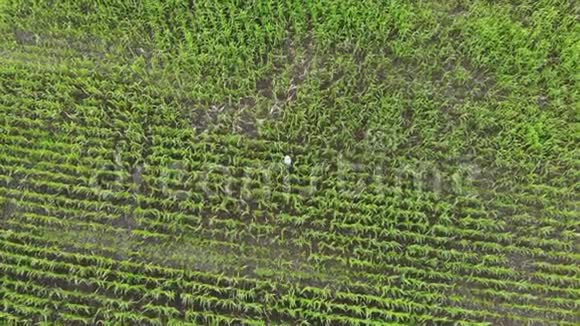 用数字平板电脑对种植玉米作物玉米地农民的鸟瞰效果农学家持有视频的预览图