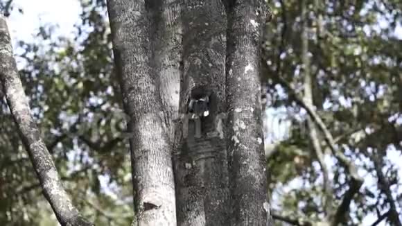银颊犀鸟从洞里觅食视频的预览图