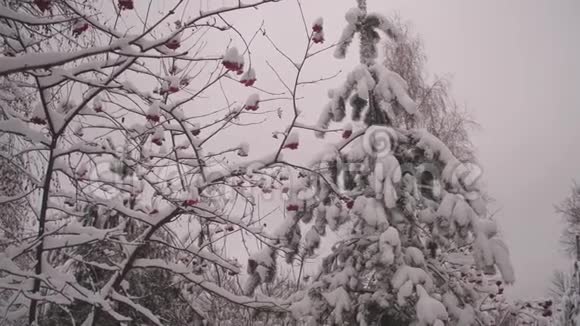 冬天的振动树红色浆果和高大的云杉树覆盖着雪冬季圣诞公园无叶的雪视频的预览图