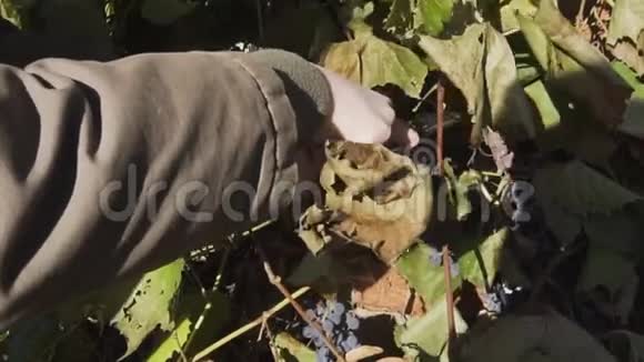年轻的农民用剪刀剪下一串成熟的蓝色葡萄然后放进水桶里视频的预览图
