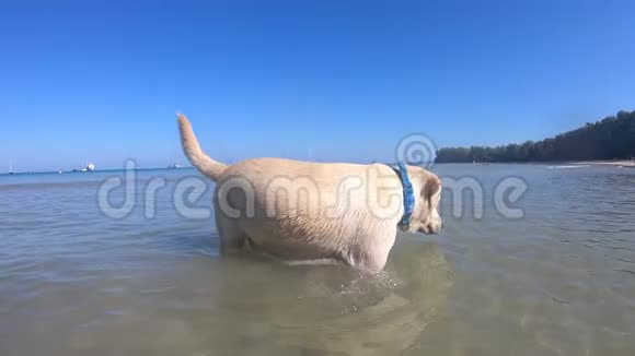 鸽子狗可能是拉布拉多猎犬在热带岛屿沙滩附近的清澈的水中行走视频的预览图
