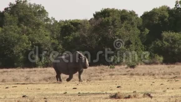 肯尼亚的犀牛视频的预览图