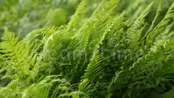 蕨类植物茂密的绿色灌丛视频的预览图
